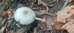 Agaricus leptocaulis