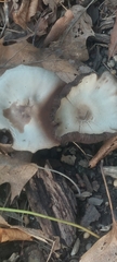 Agaricus leptocaulis