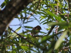 Myiophobus fasciatus