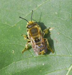 Megachilini