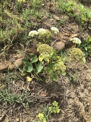 Peucedanum japonicum