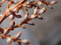 Arceuthobium campylopodum