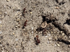 Pogonomyrmex badius