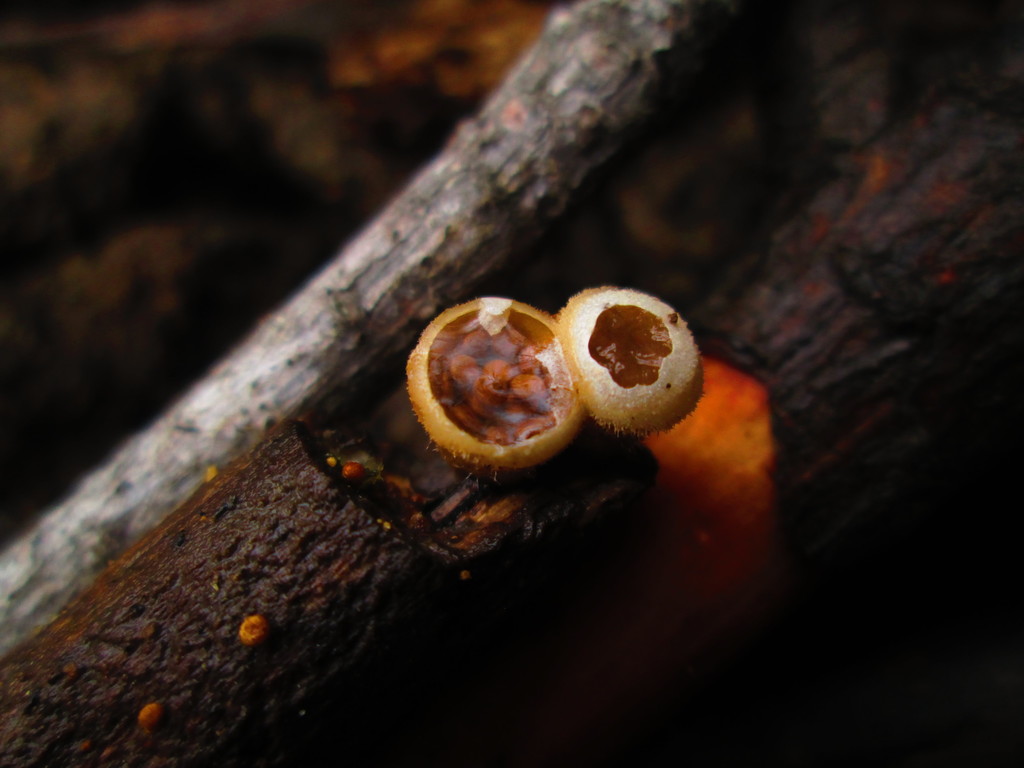 common bird's nest fungus from Cauquenes, Región del Maule, Chile on June 08, 2018 by Chris