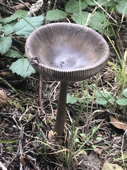 Amanita pachycolea