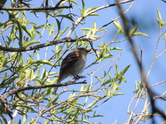Myiophobus fasciatus