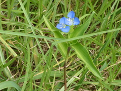Commelina cyanea