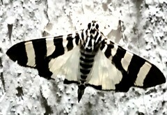 Lypotigris reginalis