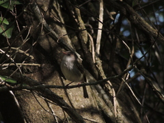 Hemitriccus margaritaceiventer