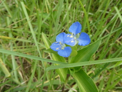Commelina cyanea