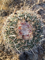 Echinofossulocactus dichroacanthus