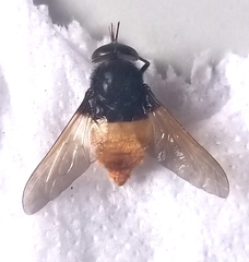 Esenbeckia