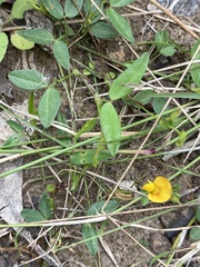 Zornia dyctiocarpa