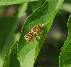 Megachilini
