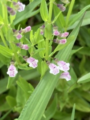 Scutellaria racemosa
