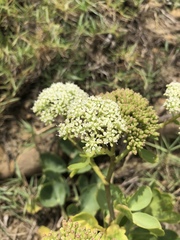 Peucedanum japonicum