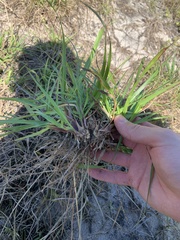 Paspalum setaceum