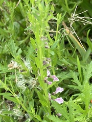 Scutellaria racemosa