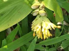 Globba marantina