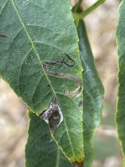 Stigmella longisacca