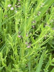 Scutellaria racemosa