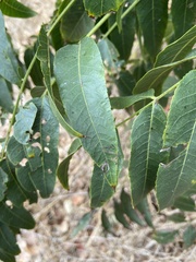 Stigmella longisacca