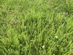 Scutellaria racemosa