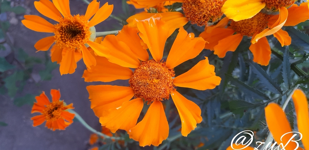 Marigold plant with dense golden blooms
