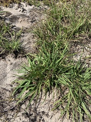 Paspalum setaceum