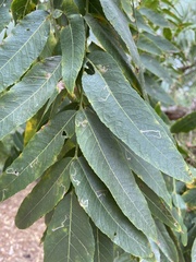 Stigmella longisacca