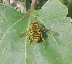 Megachilini