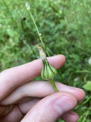 Urospermum picroides