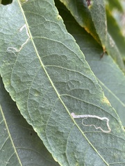 Stigmella longisacca