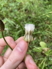 Urospermum picroides
