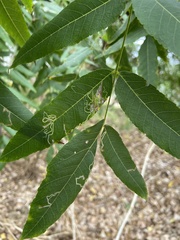Stigmella longisacca