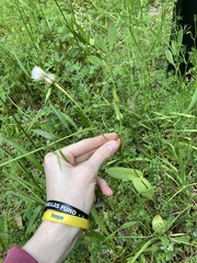 Urospermum picroides