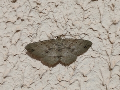 Melanolophia