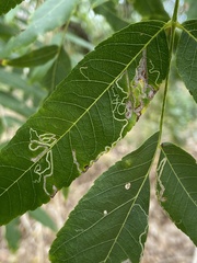 Stigmella longisacca