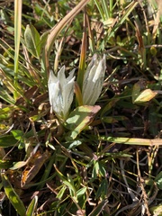 Gentiana algida