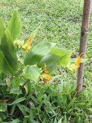 Globba marantina