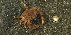 Portunidae
