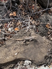 Microlophus bivittatus