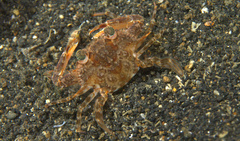 Portunidae