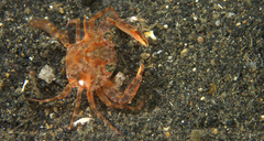 Portunidae