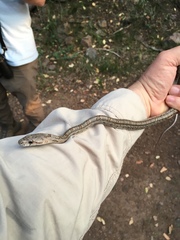 Pantherophis bairdi