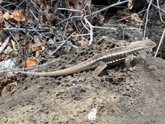Microlophus bivittatus