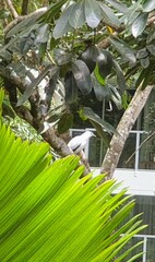 Ducula spilorrhoa