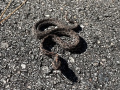 Sistrurus miliarius barbouri