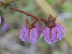 Thomasia paniculata