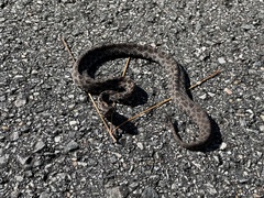 Sistrurus miliarius barbouri